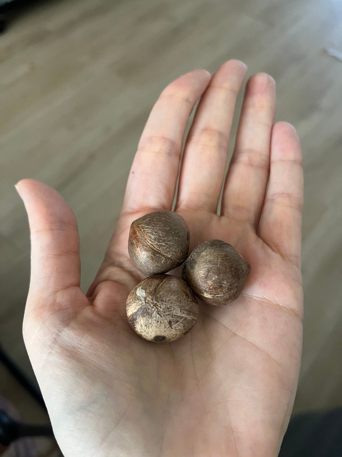 Chileense wijn palm zaden, mini kokosnoten, winterhard, Verzenden, Gehele jaar, Halfschaduw