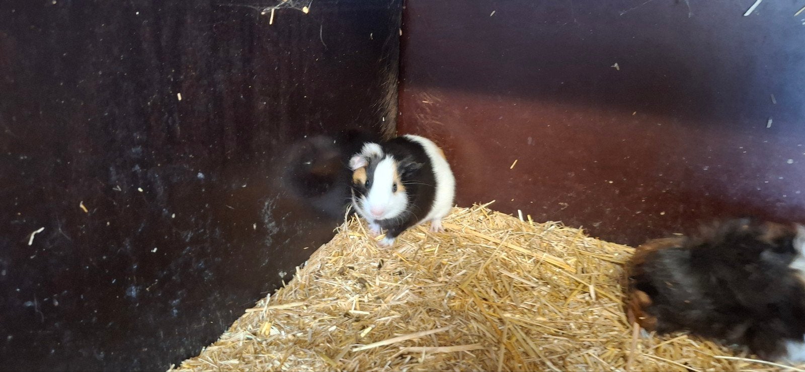 cavia, Augustus, Mannelijk, Cavia