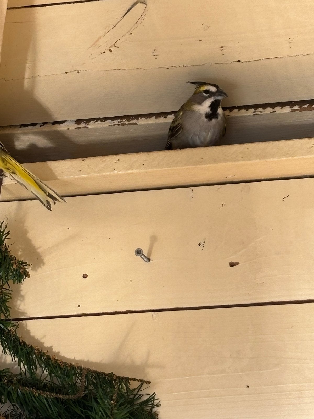 Kweekkoppel groene kardinalen, Meerdere dieren, Tropenvogel, Geringd