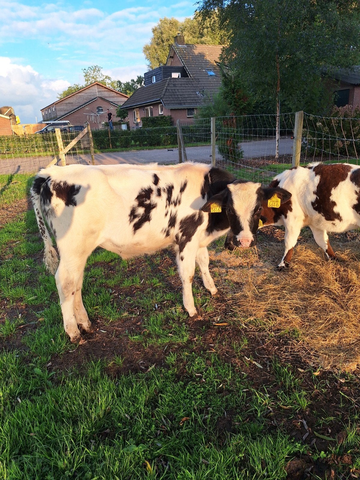 bbl kalf 6 maanden oud, Dieren en Toebehoren, Mannelijk, 0 tot 2 jaar