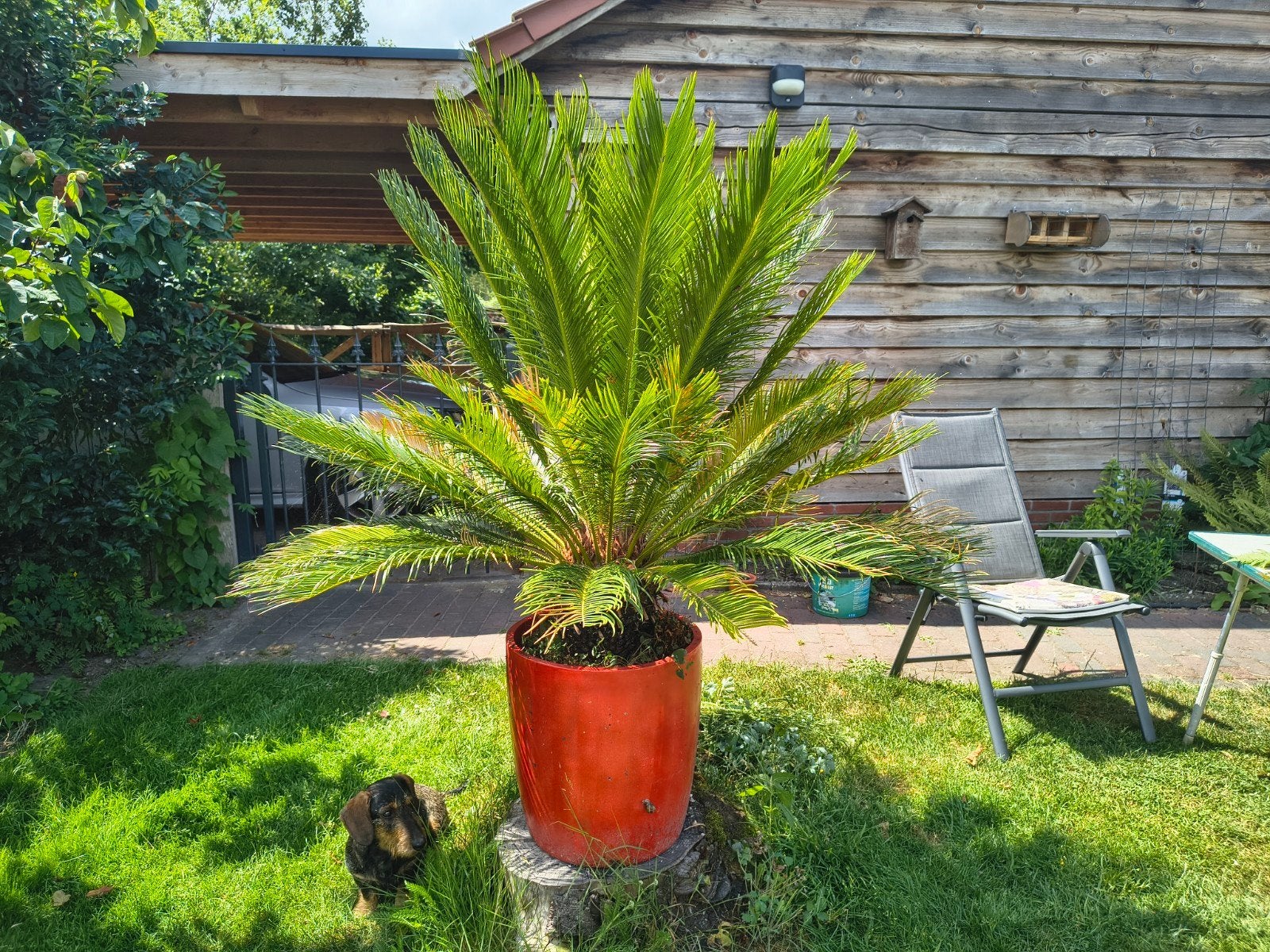 Sago vredespalm te koop, Bloeit niet, 100 tot 250 cm, Palmboom, Ophalen