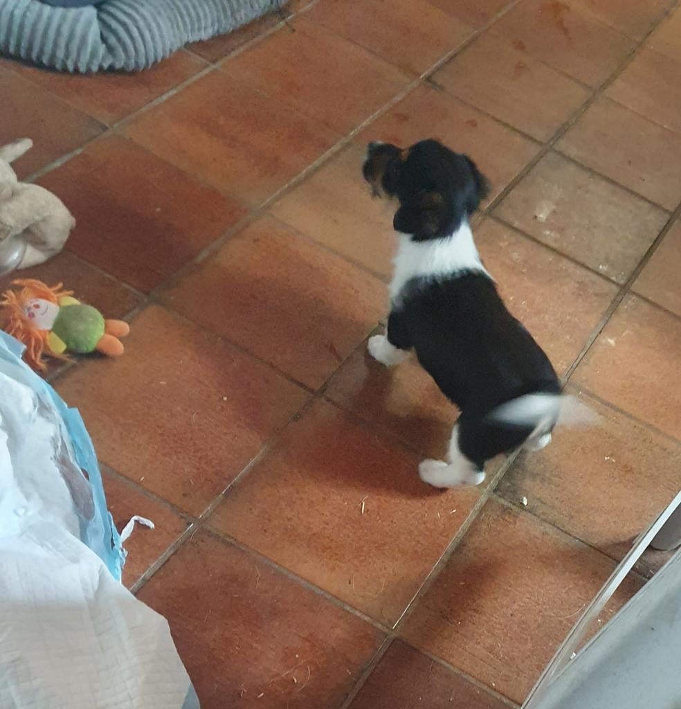 Update. Nog 1 TEEFJE driekleur JACK RUSSELL 7 weken beschikb, Dieren en Toebehoren, Honden | Jack Russells en Terriërs, Parvo