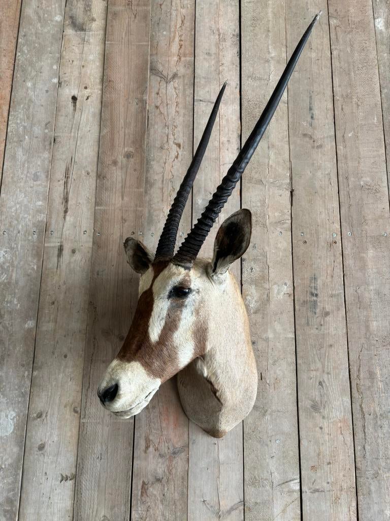 Mooi Oryx halspreparaat, Verzamelen, Dierenverzamelingen, Ophalen, Gebruikt, Wild dier, Opgezet dier