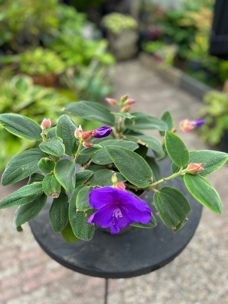 Tibouchina, Tuin en Terras, Planten | Tuinplanten, Ophalen of Verzenden, Zomer, Overige soorten, Halfschaduw