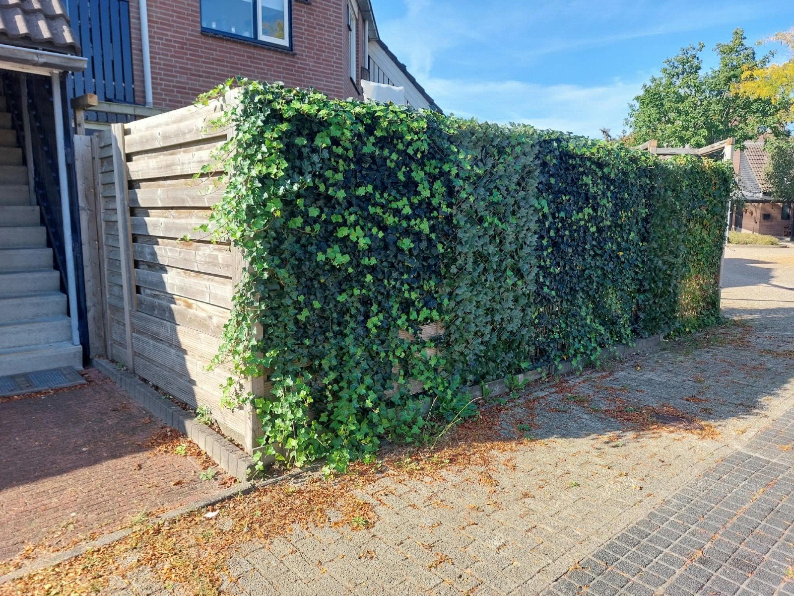 GRATIS HEDERA BREDA, Tuin en Terras, Ophalen, Overige materialen, 3 tot 6 meter, 1 tot 2 meter