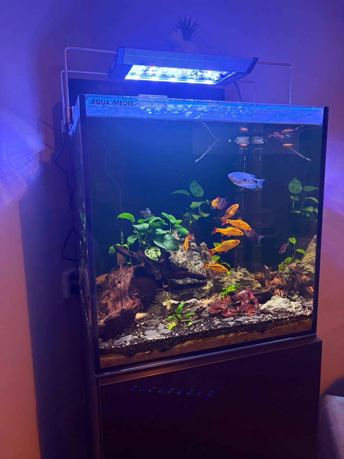 150 L Aqua medic tropisch aquarium met alle toebehoren, Ophalen, Zo goed als nieuw, Gevuld zoetwateraquarium