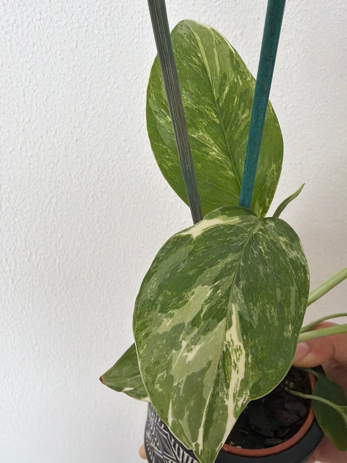 Monstera Lechleriana Variegata, Overige soorten, Vaste plant, Ophalen of Verzenden, Bloeit niet