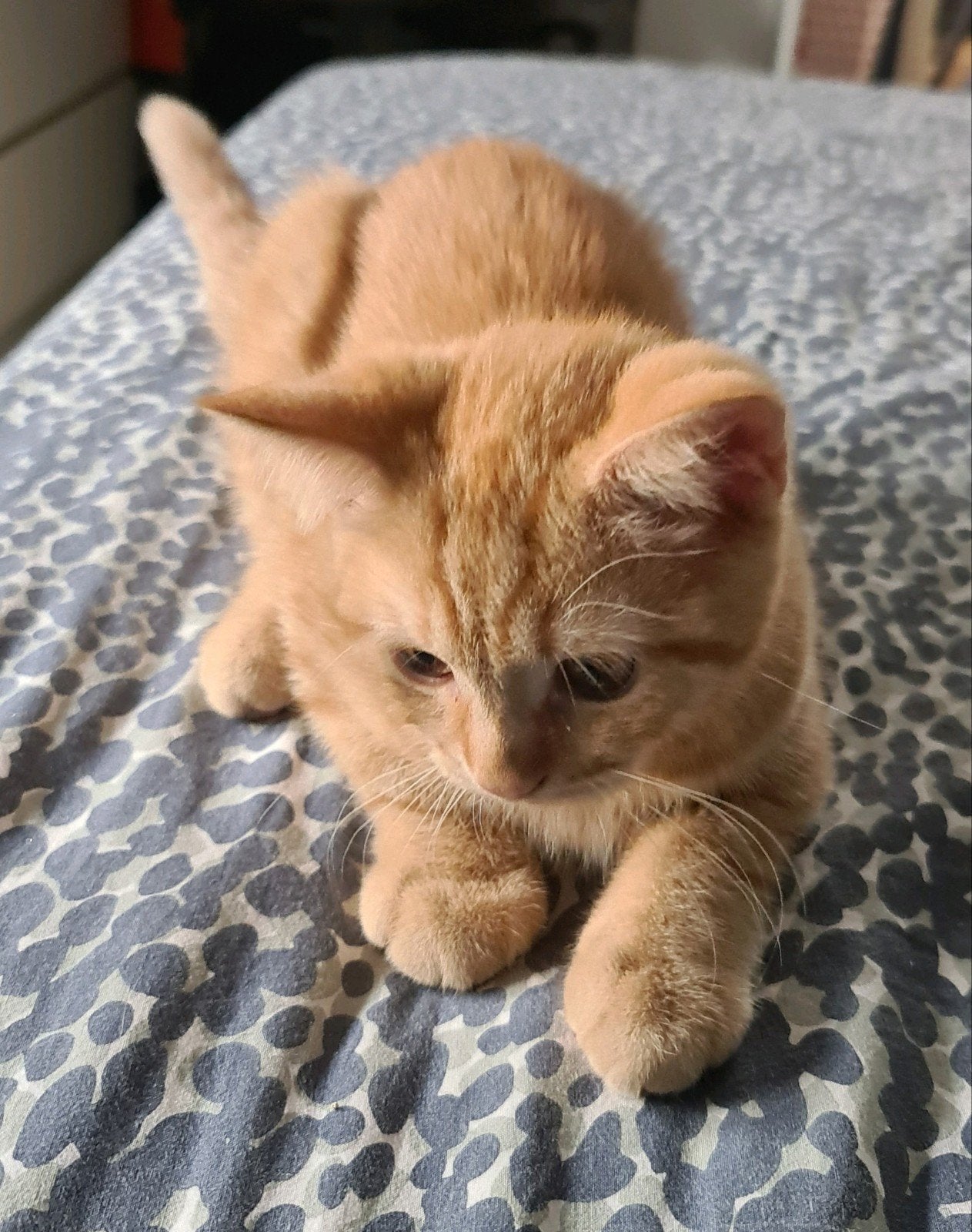 Raszuivere Britse Korth.-100% vakantieprijs laatste kans!!!, Dieren en Toebehoren, Katten en Kittens | Raskatten | Korthaar, Meerdere dieren