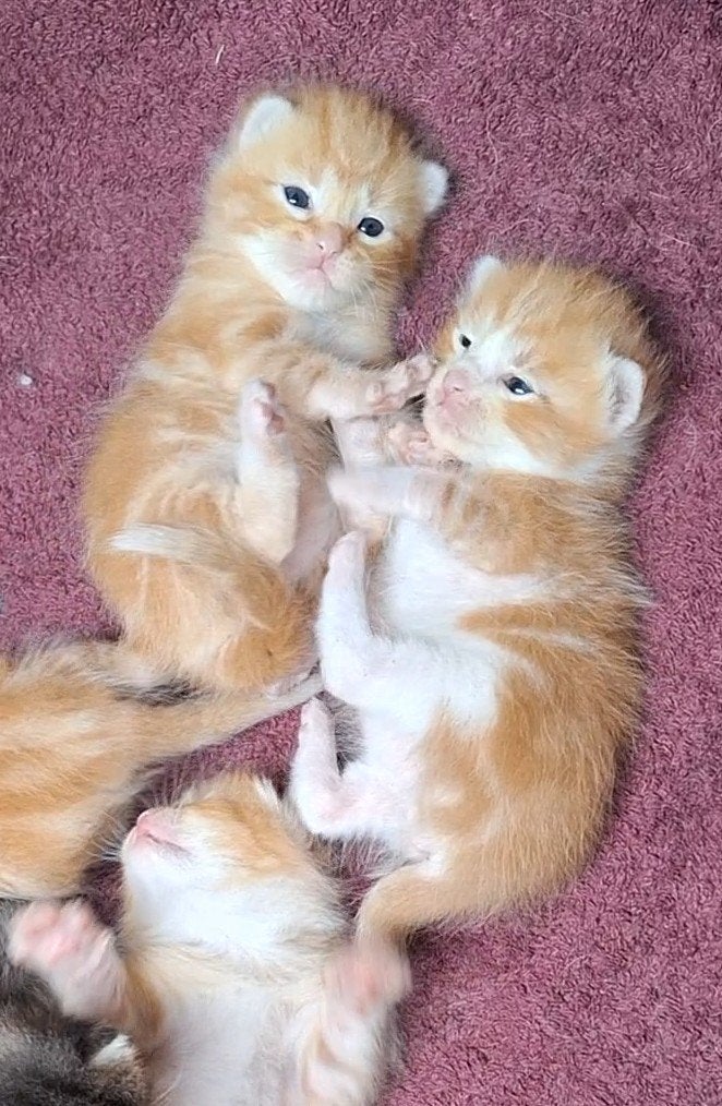 Prachtige half Siberische kittens, Dieren en Toebehoren, Kater, Ontwormd, 0 tot 2 jaar