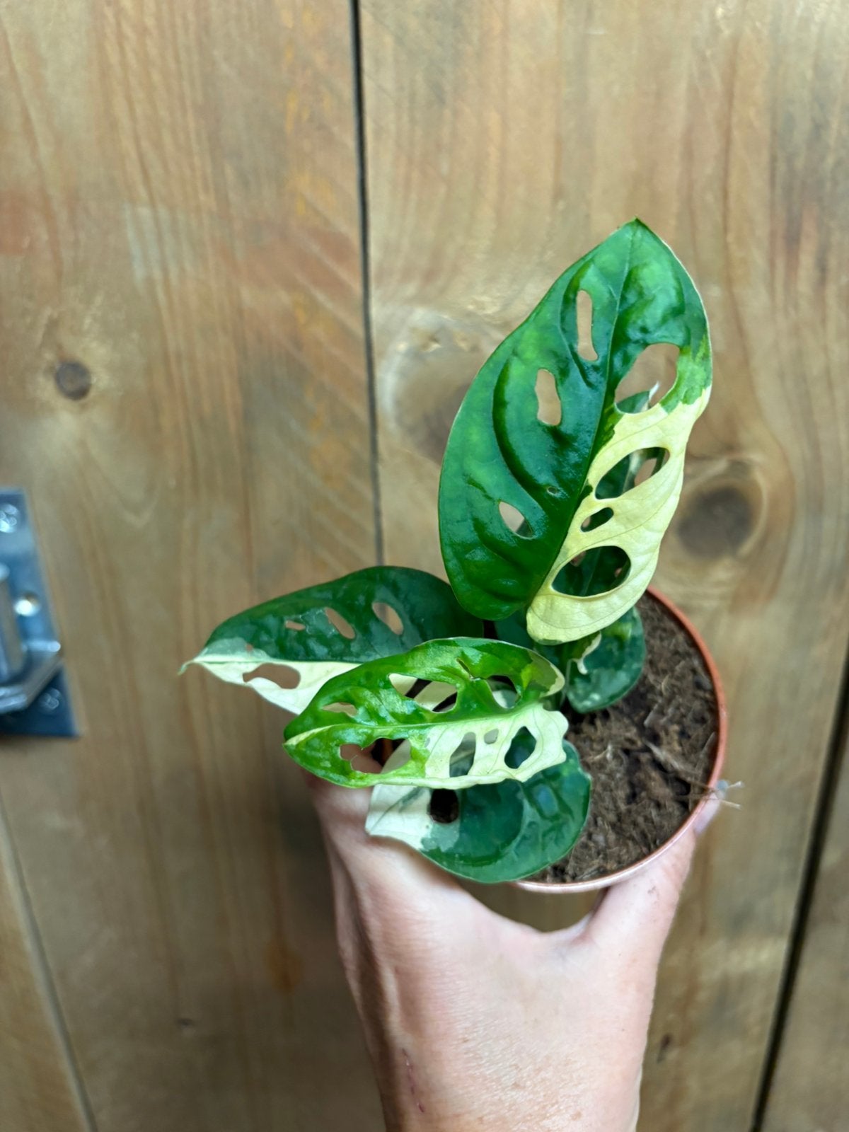 Monstera adansonii variegata plant albo white wit halfmoon, Ophalen of Verzenden, Halfschaduw, Minder dan 100 cm