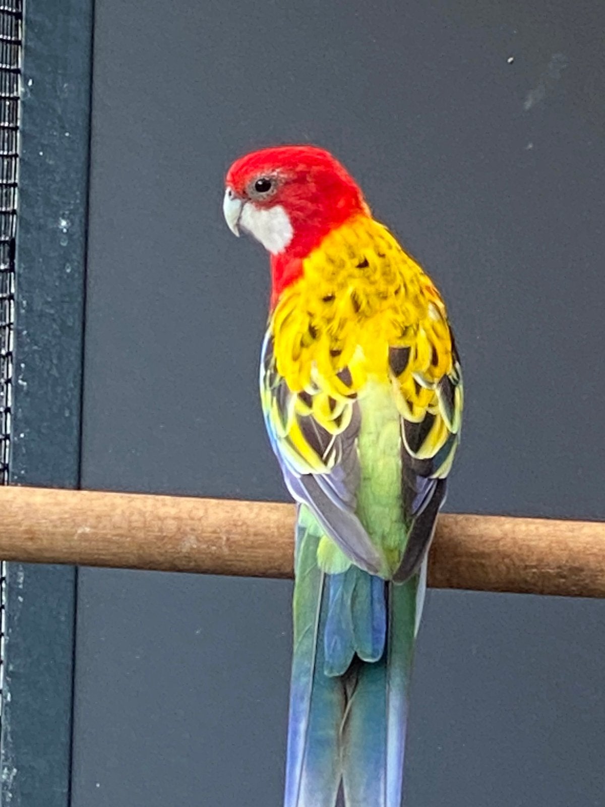 Te koop., Dieren en Toebehoren, Vogels | Parkieten en Papegaaien, Meerdere dieren, Parkiet, Geringd
