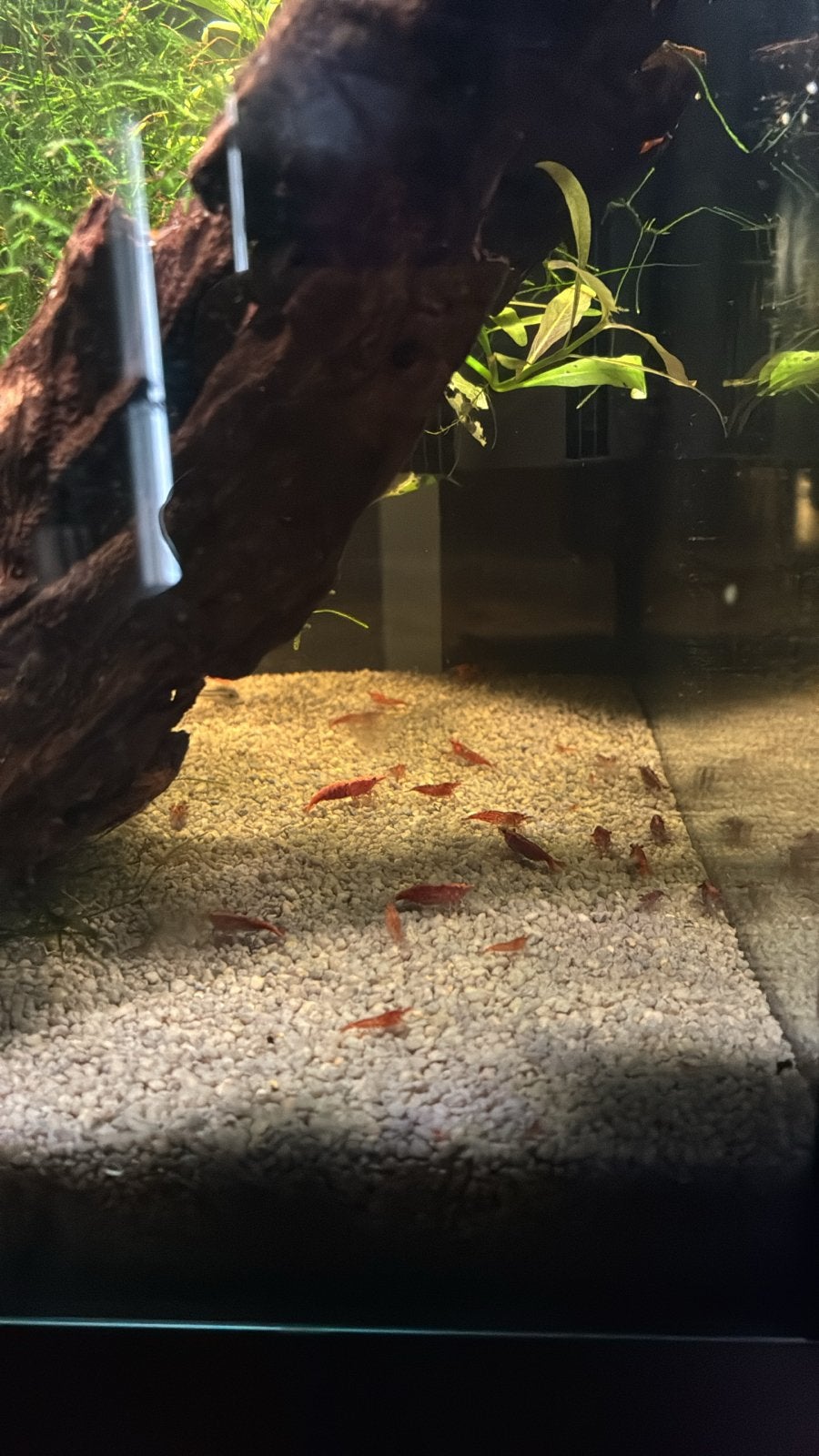 Rode Garnalen (cherry shrimp), Dieren en Toebehoren, Kreeft, Krab of Garnaal, Zoetwatervis