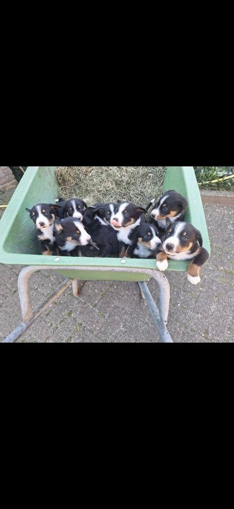 Appenzeller Sennen pups, 8 tot 15 weken, Meerdere dieren, Eén hond, Nederland