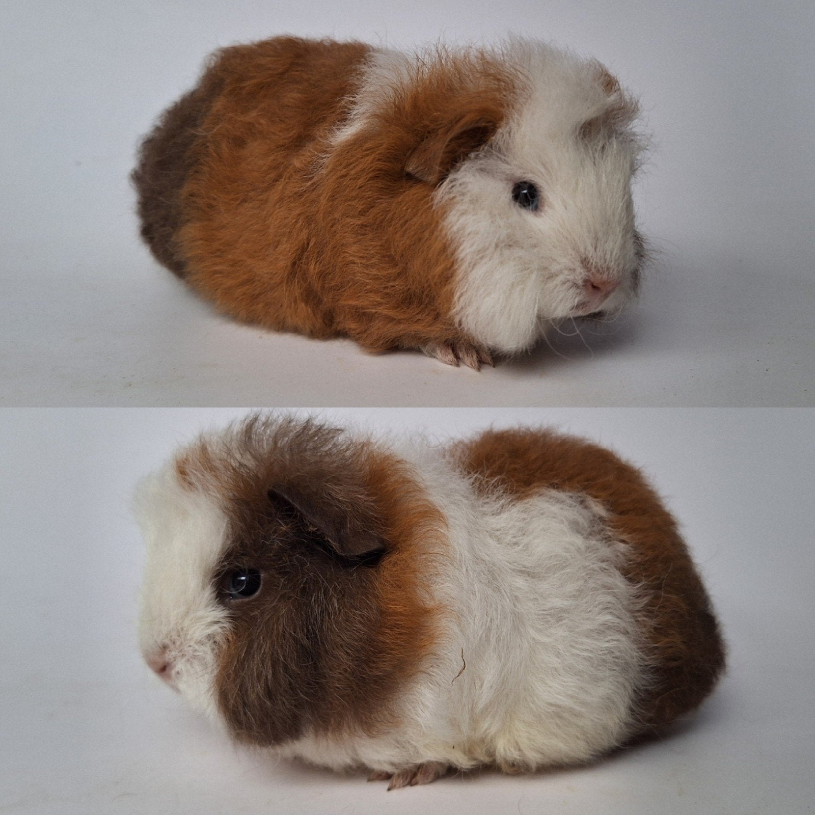 Vier jonge Ch teddy zeugjes - choco/goud/wit, Dieren en Toebehoren, Cavia, Juli, Vrouwelijk, Tam