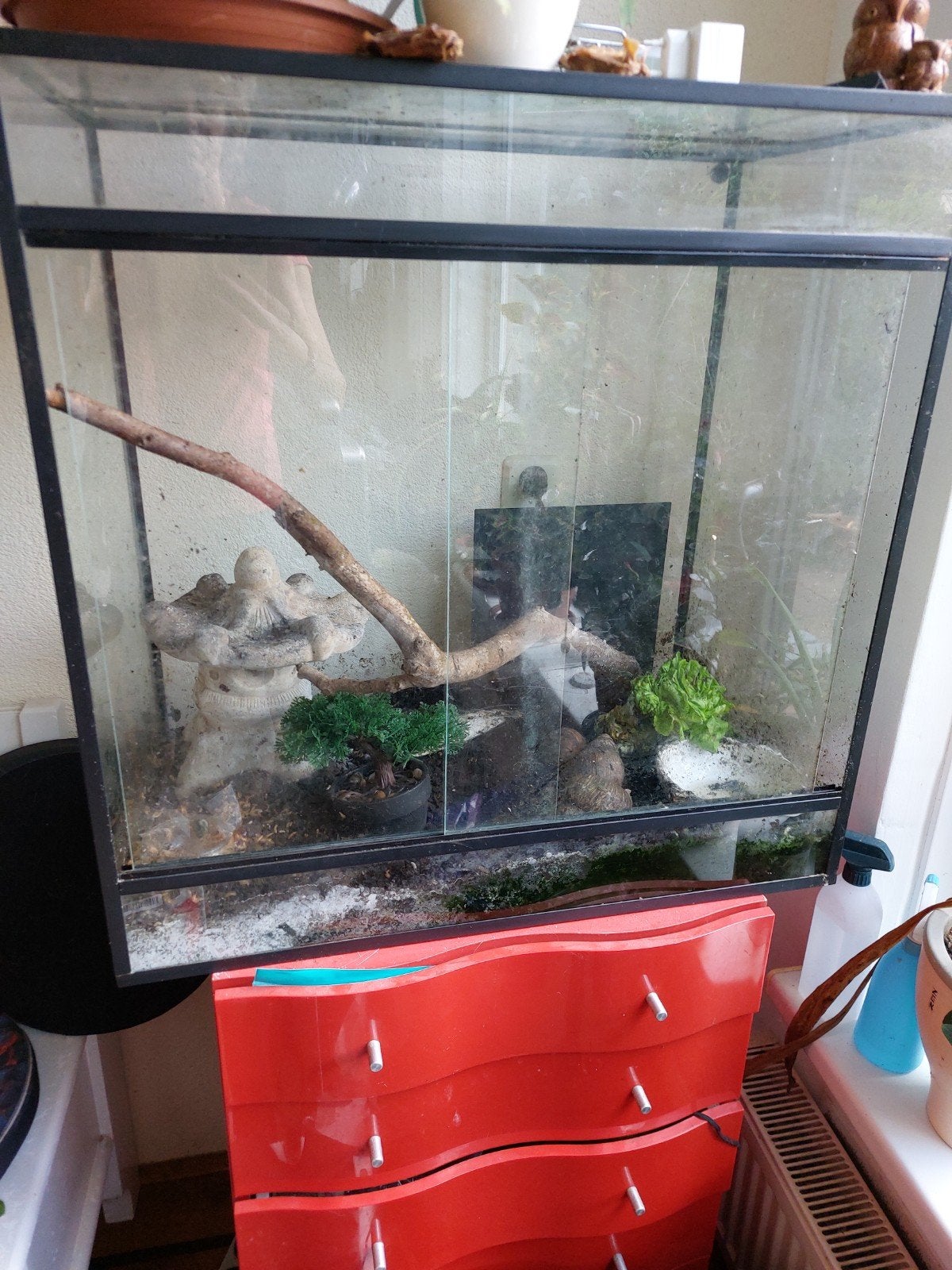 Terrarium met 3 Afrikaanse Reuzenslakken, Overige soorten, Met terrarium