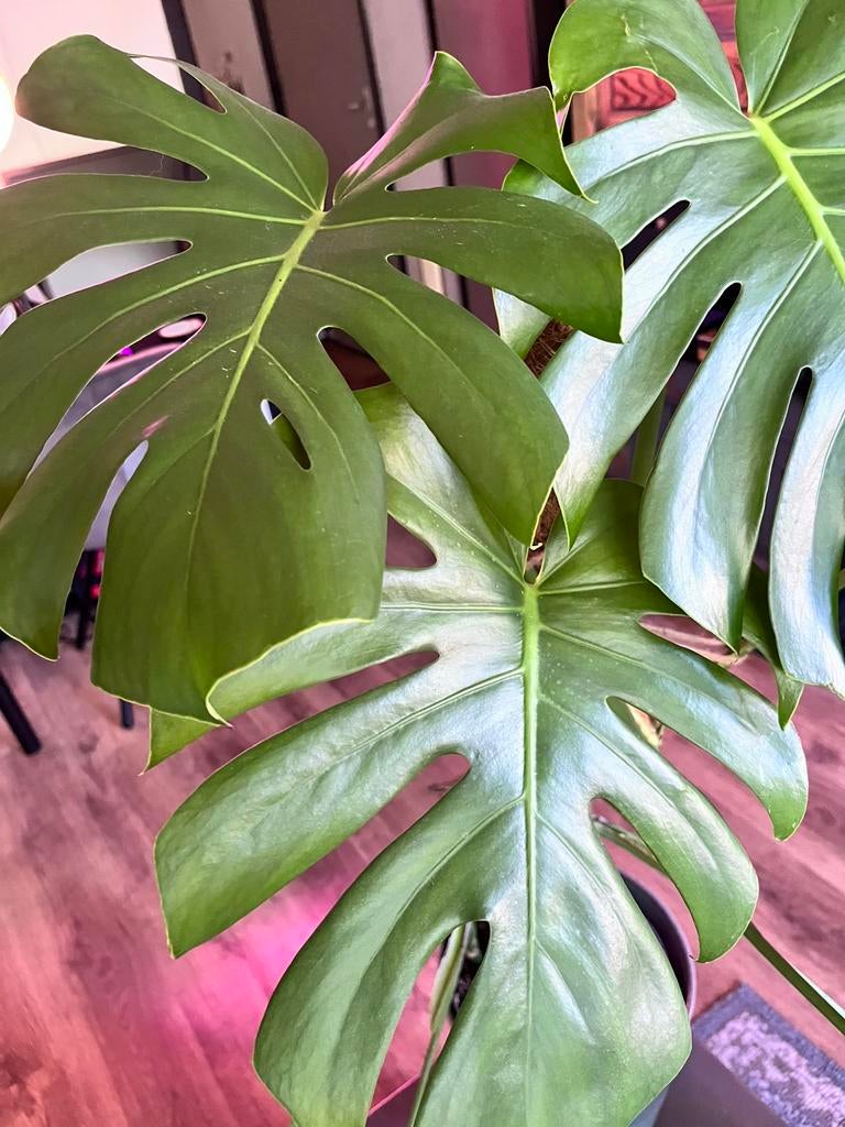 Monstera 75 cm met mosstok, Ophalen, Halfschaduw, Minder dan 100 cm