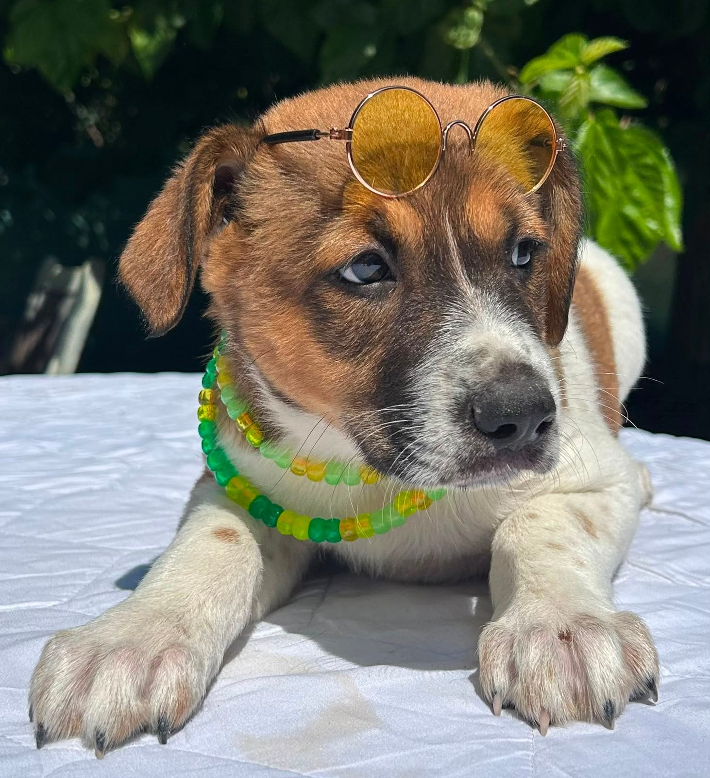 April de meest schattige pup ooit, Dieren en Toebehoren, Honden | Niet-rashonden, Nederland, 15 weken tot 1 jaar, Handelaar, Teef