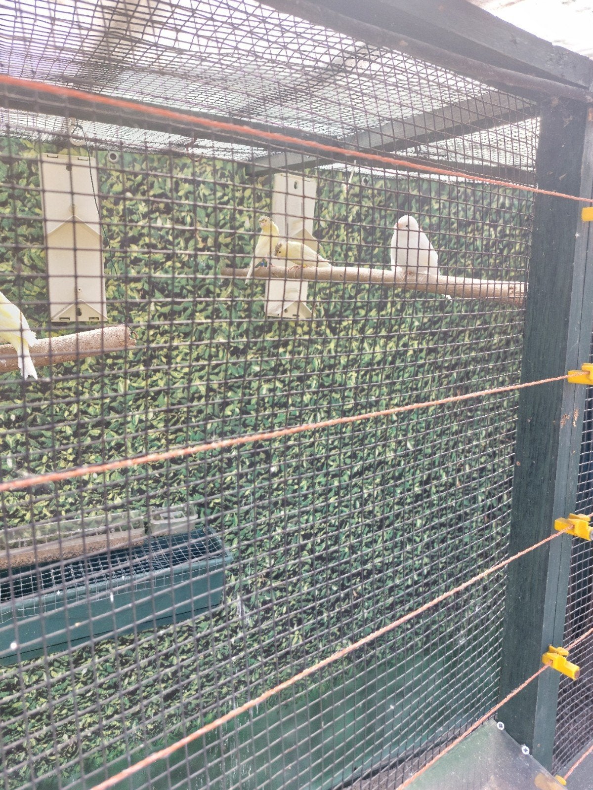 te koop 7 jonge kanaries 3x waterslagers 4x kleur, Dieren en Toebehoren, Meerdere dieren, Kleurkanarie