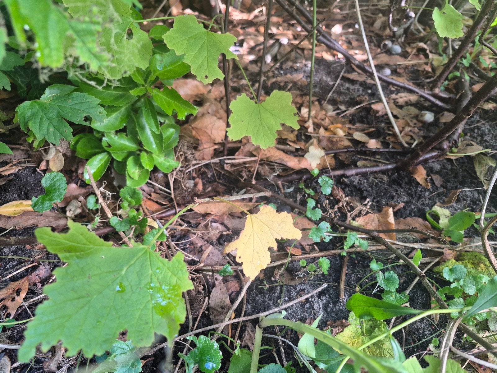 2 stekjes rode bes / aalbes, Ophalen, Vaste plant, Fruitplanten