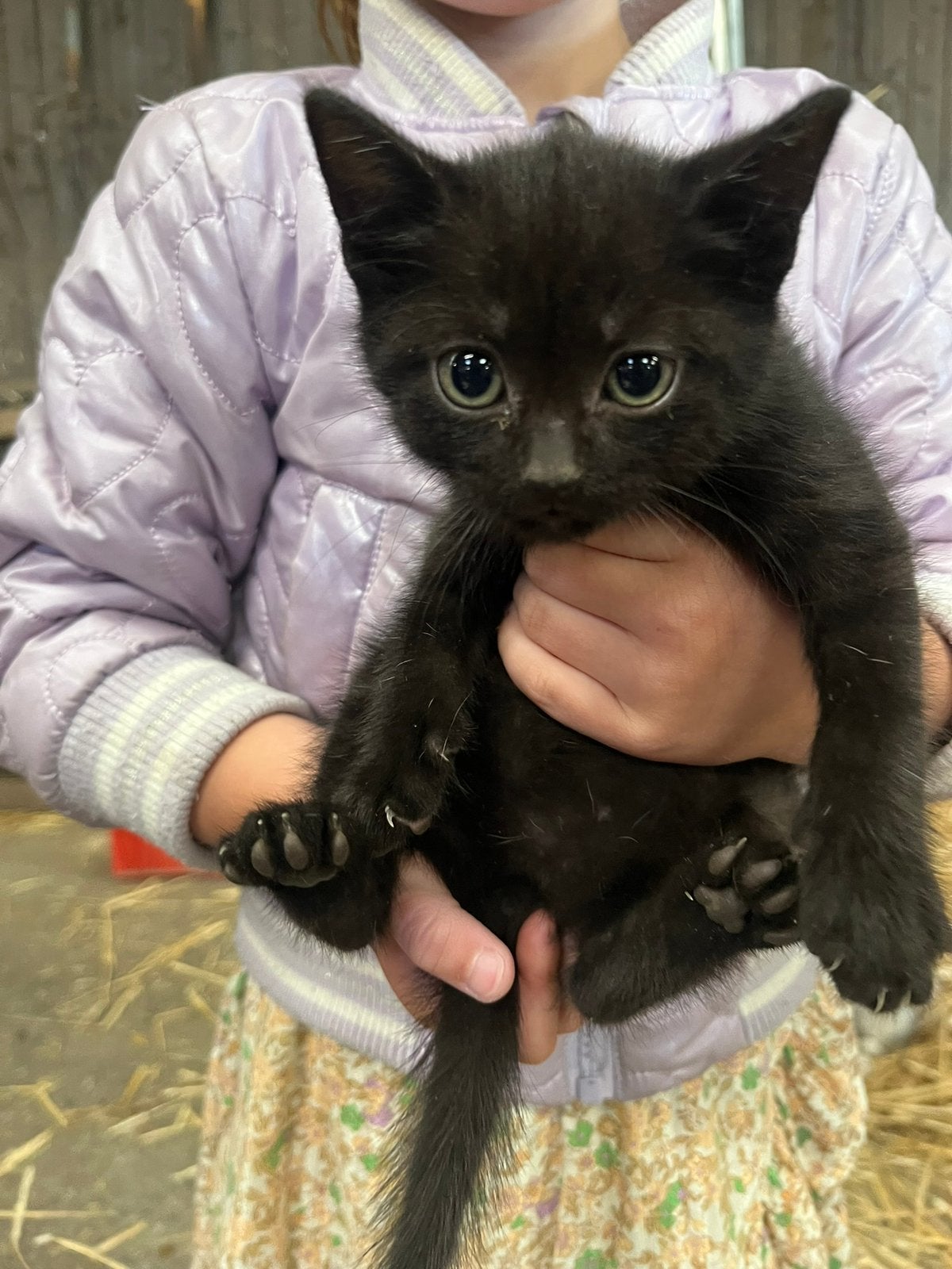 Boerderij kittens, Meerdere dieren