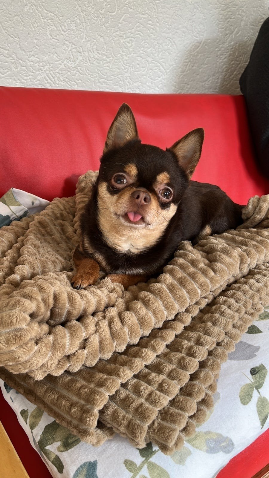 chihuahua wegens ziekte, Reu, Parvo, Eén hond, Chihuahua