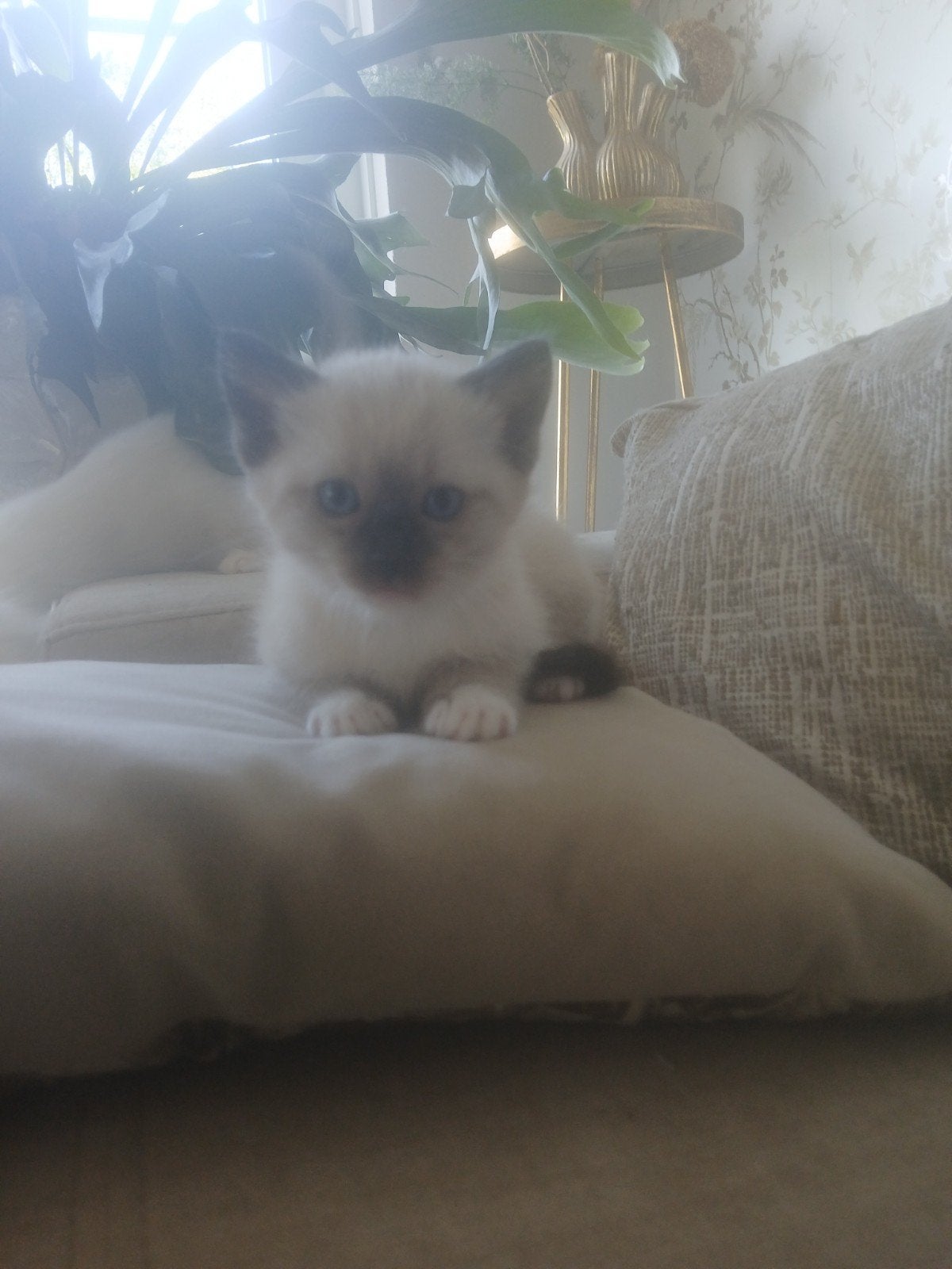 Ragdoll kittens gereserveerd, Meerdere dieren, Gechipt, 0 tot 2 jaar