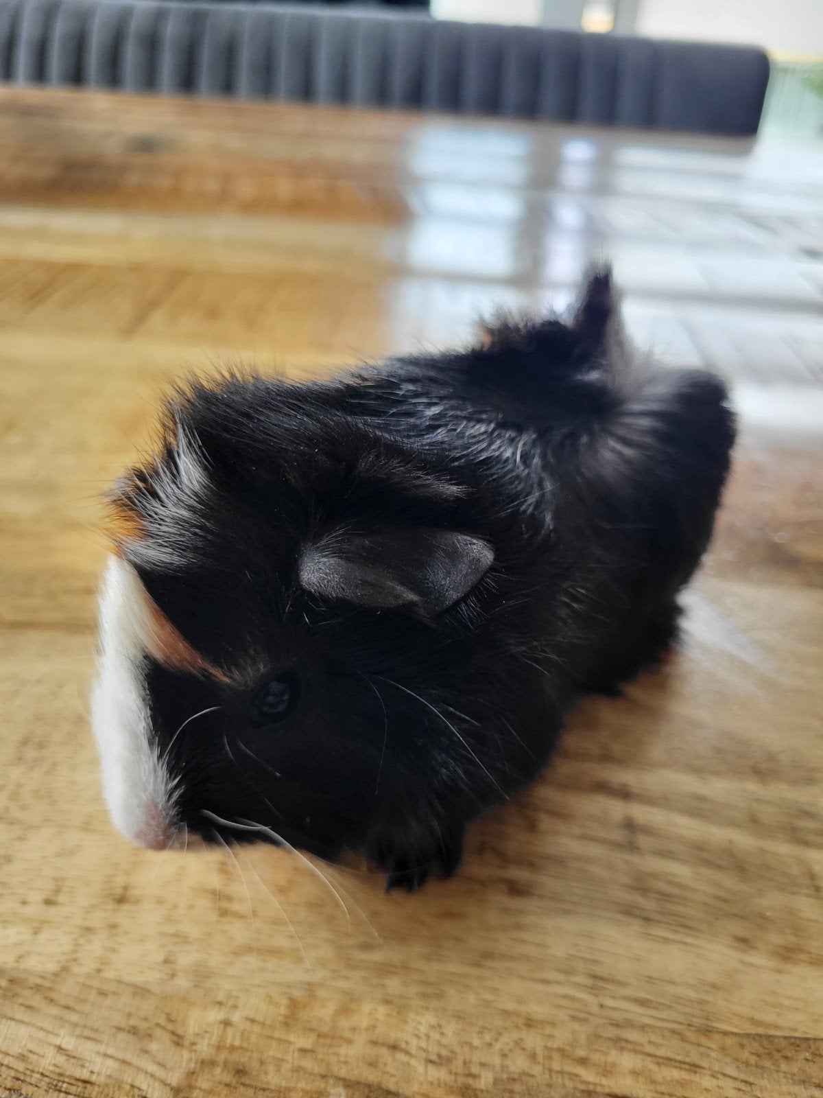 cavia beer, Augustus, Mannelijk, Cavia