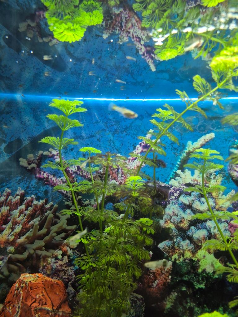 Guppies (zonder aquarium), Ophalen, Overige typen