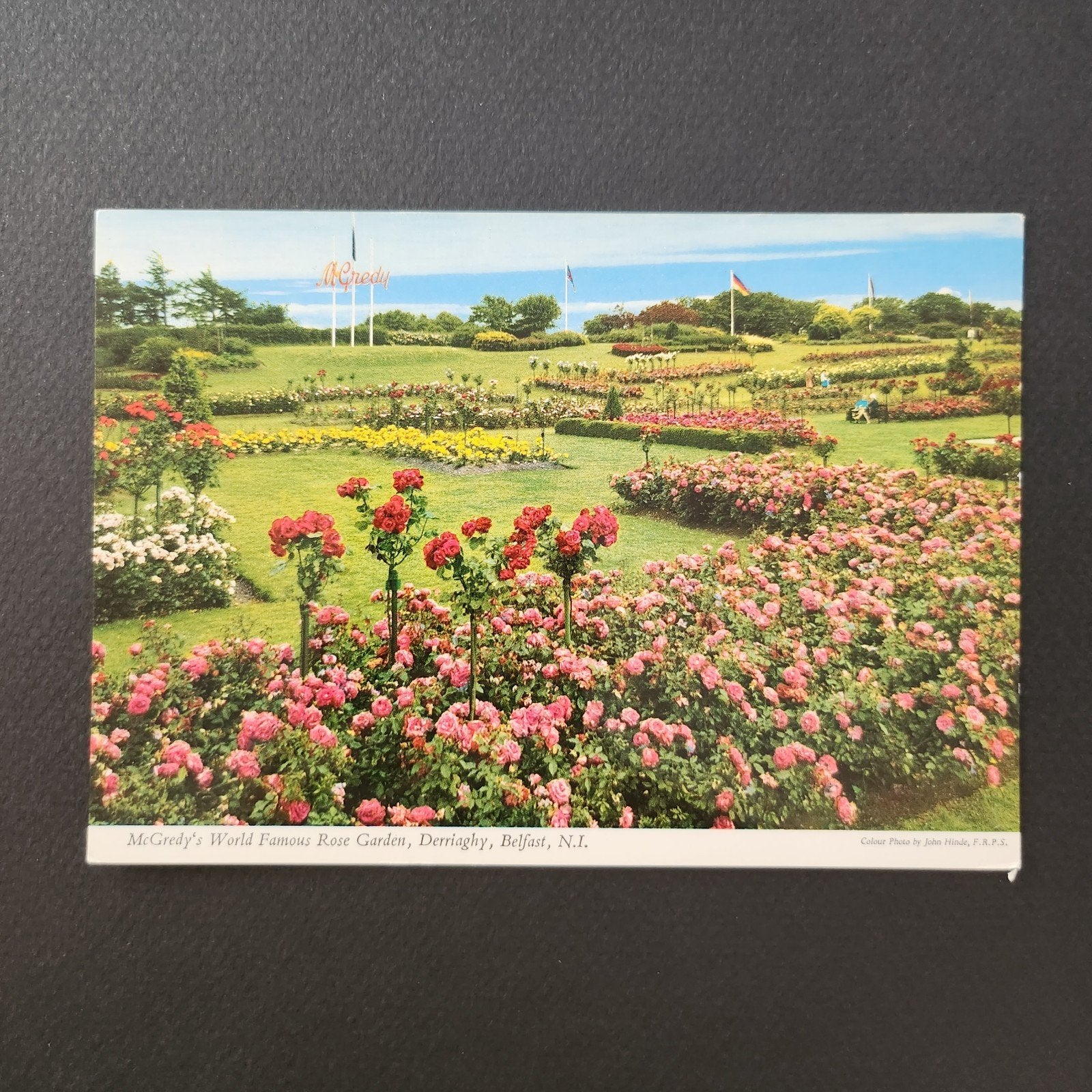 Ansichtkaart McGredy's World Famous Rose Garden Belfast, Verzenden, 1960 tot 1980, Ongelopen