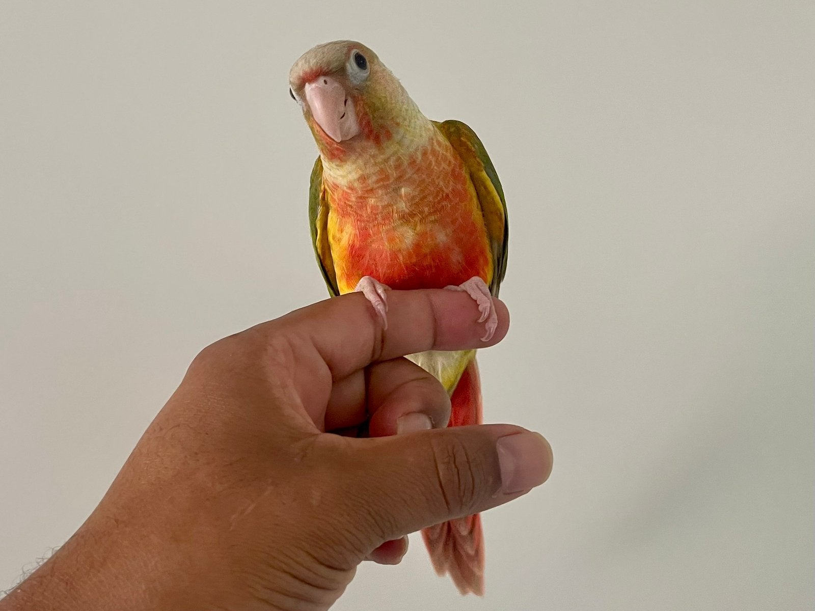 Pyrrhura Ontsnapt! Gezocht!, Dieren en Toebehoren, Vogels | Parkieten en Papegaaien, Vrouwelijk, Parkiet, Geringd