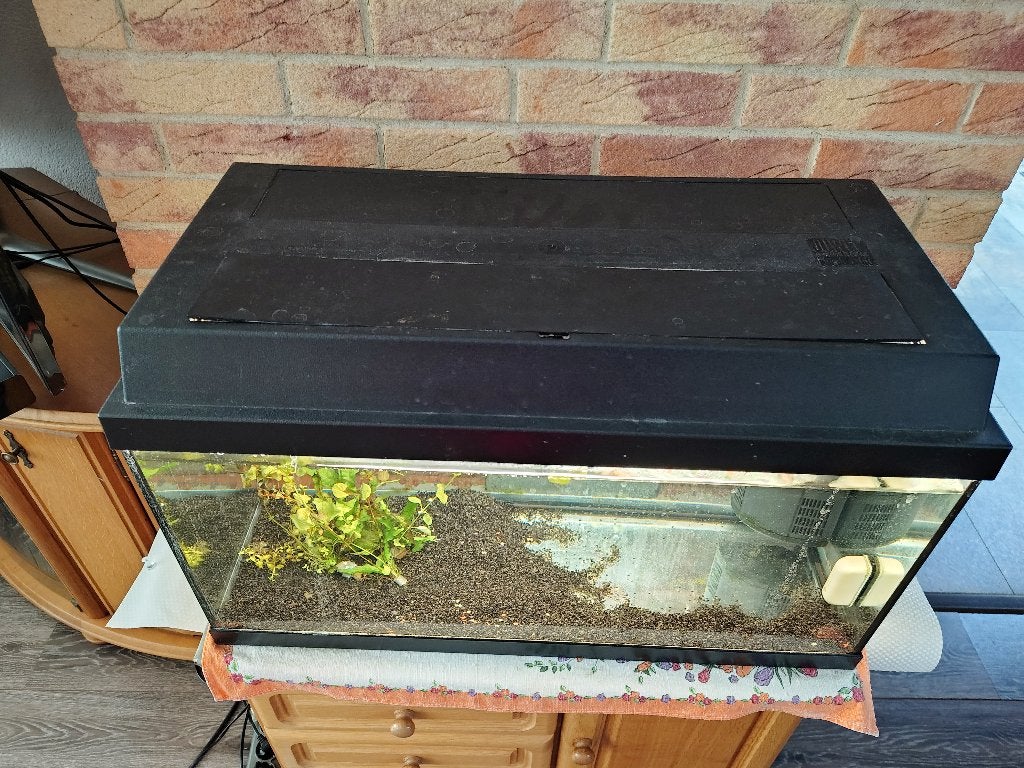 Aquarium 60L, Ophalen, Gebruikt, Inclusief deksel, Gevuld zoetwateraquarium