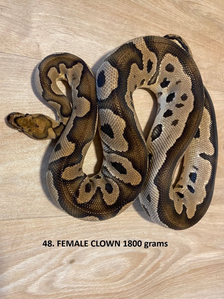Koningspythons halfwas en volwassen kweekdieren deel 3 Ball Python - unknown for sale from Corallus