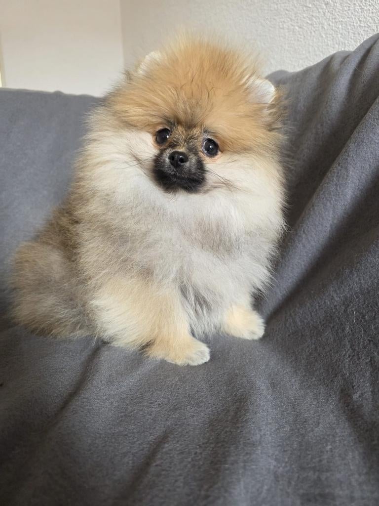 Pomeriaan Teefjes Pups, Keeshond, 8 tot 15 weken, Teef, Parvo