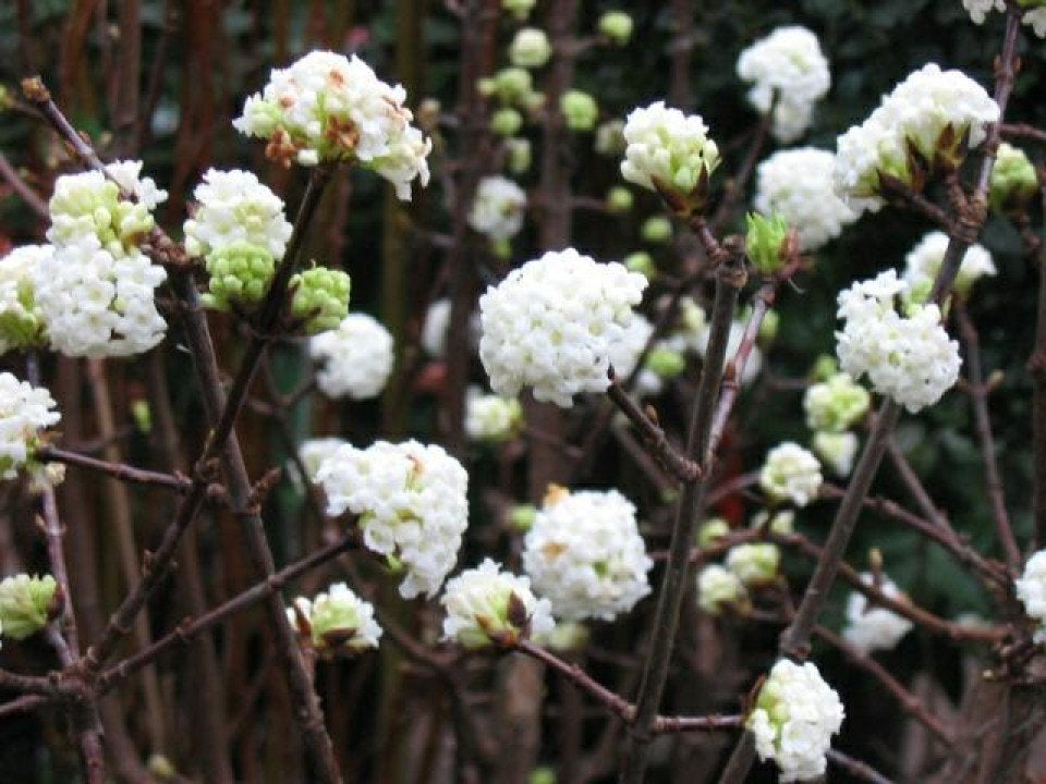 STRUIK Viburnum farreri Candidissimum Sneeuwbal winterbloei, Overige soorten, Vaste plant, Ophalen of Verzenden, Halfschaduw