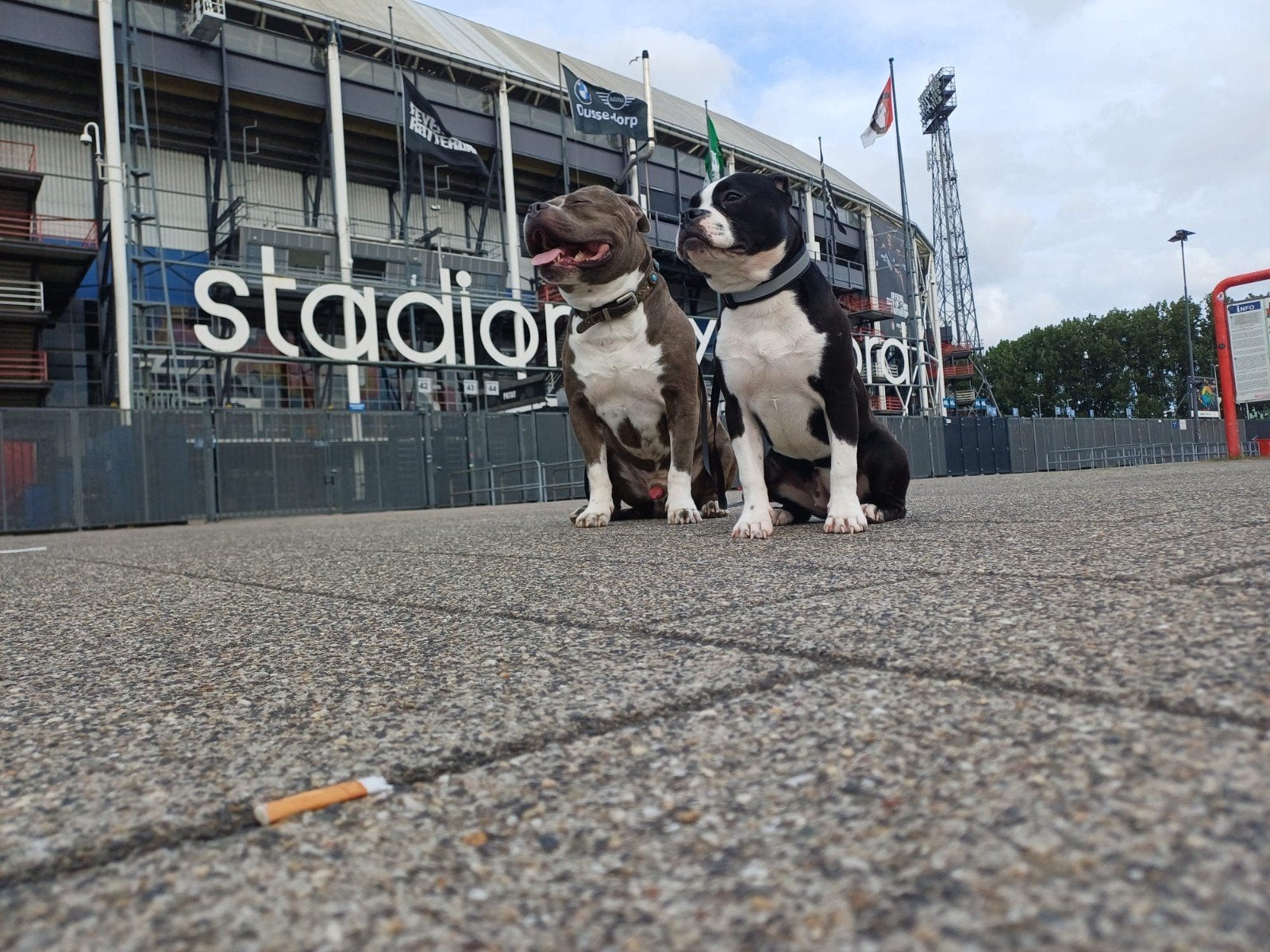 american bully pups   mogen 18 september weg, 8 tot 15 weken, Parvo, Meerdere, Meerdere dieren