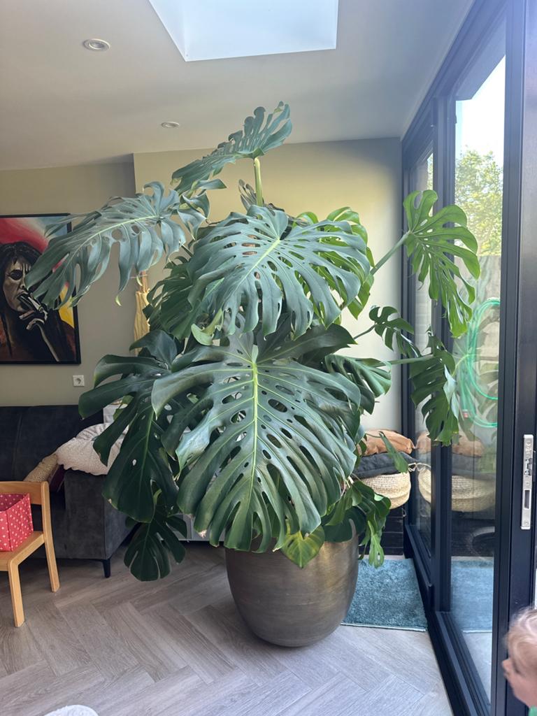 Monstera XL kamerplant, Ophalen, Halfschaduw, Minder dan 100 cm