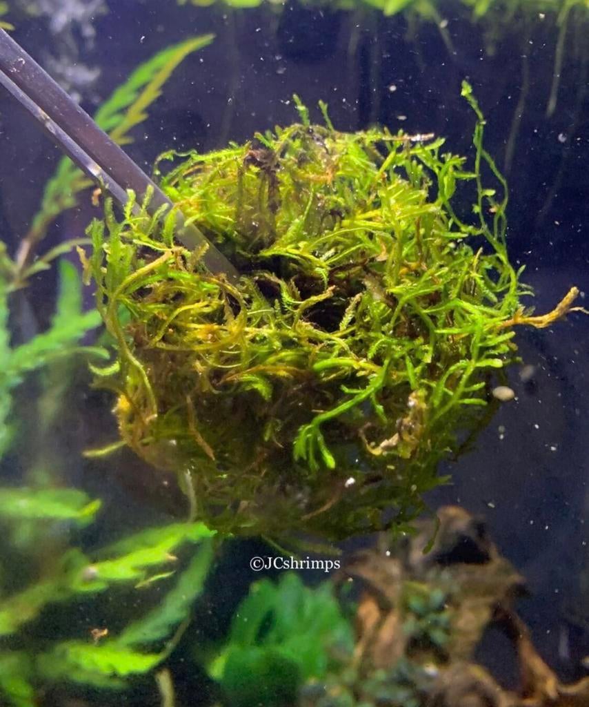 80cc Flame mos | Aquarium planten - plant, -, Ophalen of Verzenden, -, Plant(en), Steen of Hout