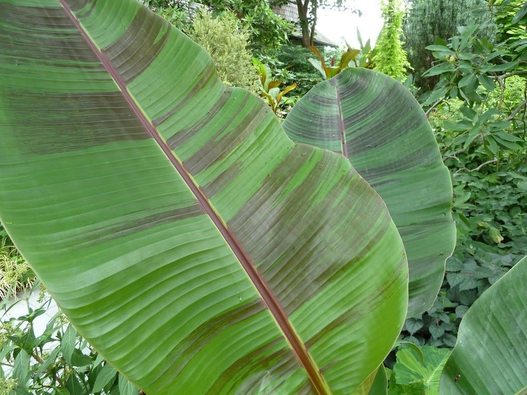 Musa sikkimensis 'Red Tiger' - Winterharde Tuinbanaan, Tuin en Terras, Planten | Tuinplanten, Overige soorten, Volle zon, Vaste plant