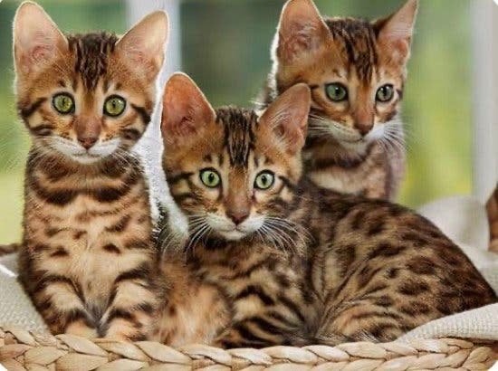 Boerderij kittens bellen! (06) 20 31 20 07, Meerdere dieren, Gechipt, 0 tot 2 jaar