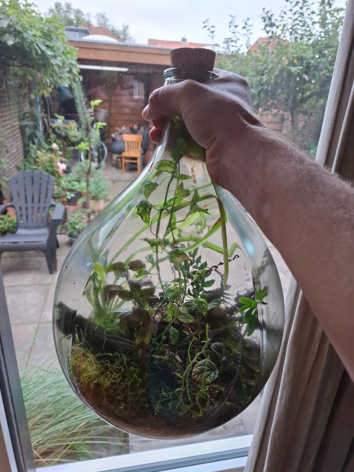 Prachtige flessentuin in ballonfles, Ophalen, Overige soorten, Halfschaduw, In pot