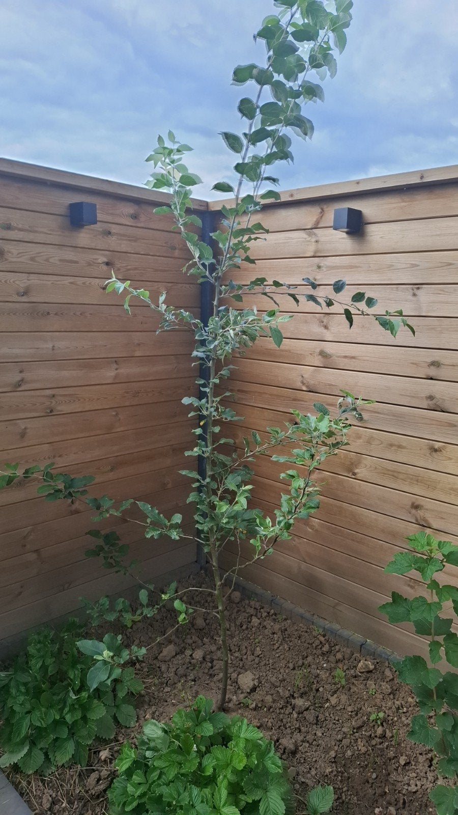 Elstar appelboom, Tuin en Terras, Planten | Bomen, Overige soorten, Lente, 250 tot 400 cm, Ophalen