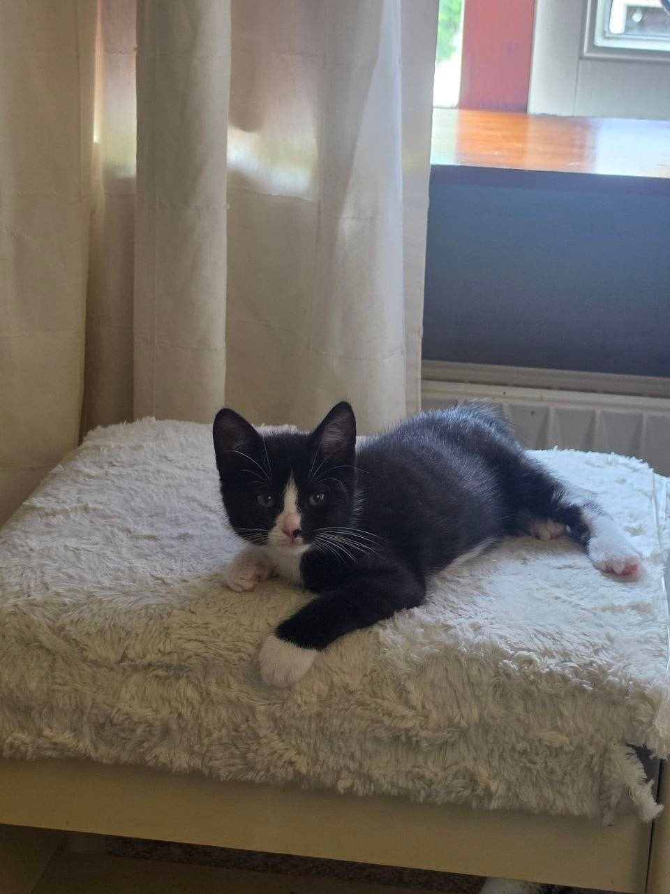 Prachtige britse korthaar kruising kittens!!