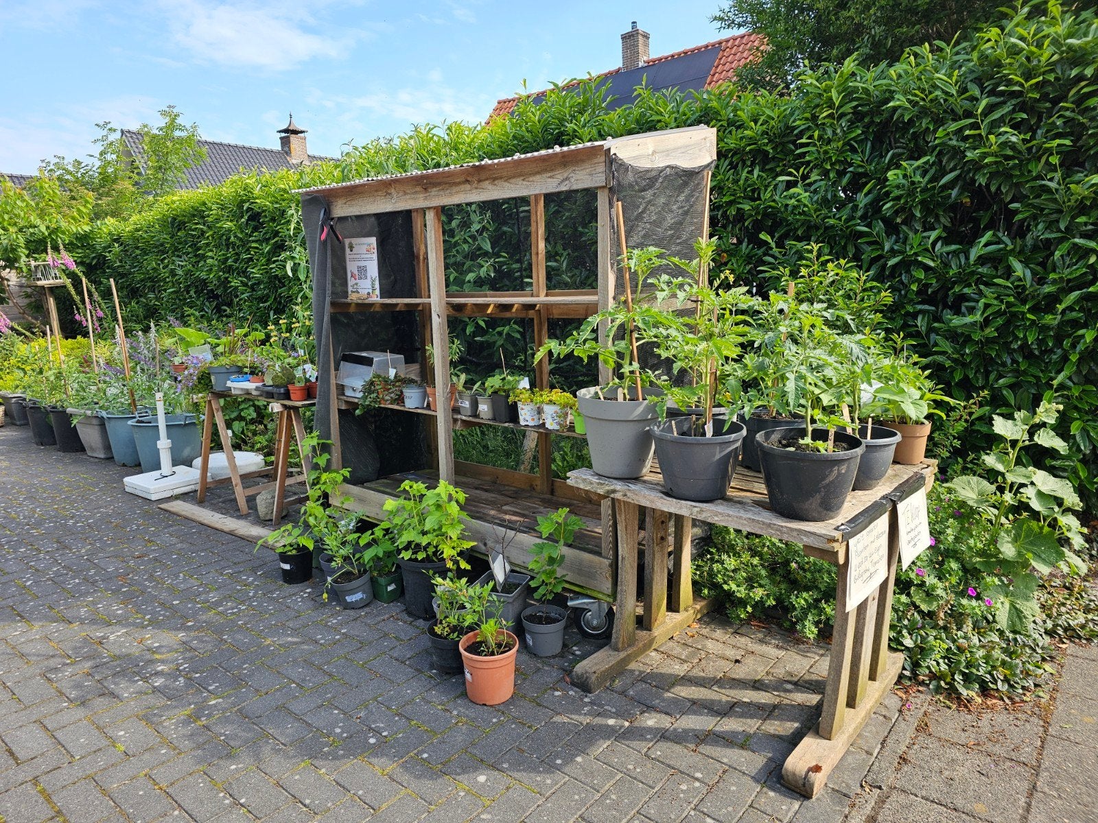 Tomaten planten en vaste te planten te koop, Tuin en Terras, Planten | Tuinplanten, Ophalen of Verzenden, Eenjarig, Groenteplanten