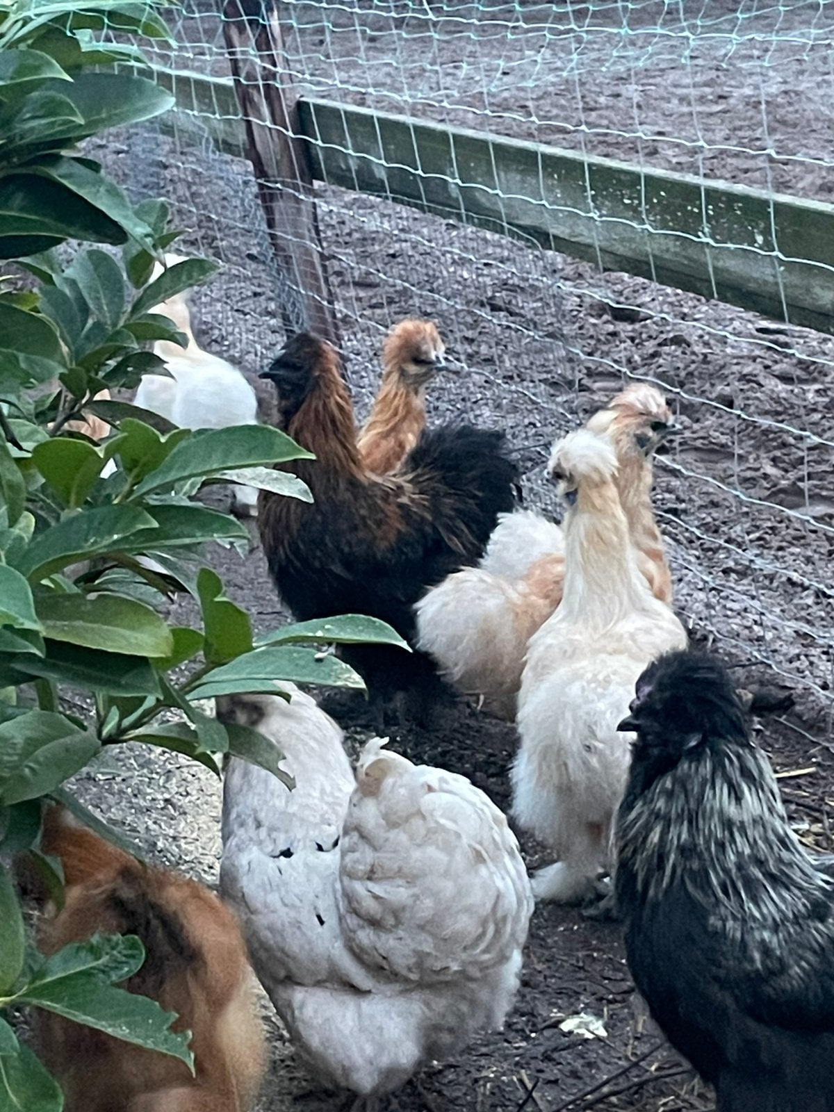 Zijdehoender hanen evt met hen te koop, Dieren en Toebehoren, Mannelijk, Kip