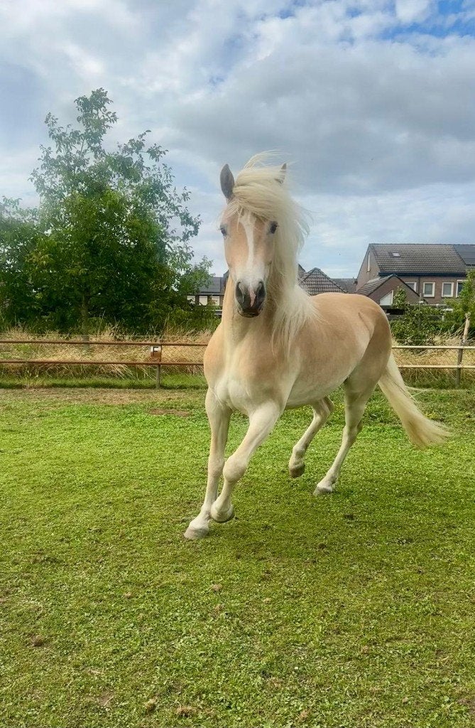 Te koop: Haflinger merrie, Merrie, Minder dan 160 cm, Met stamboom, 3 tot 6 jaar