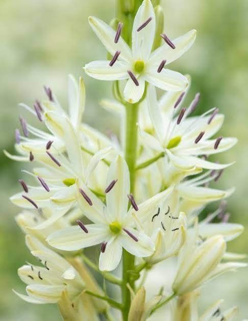 Mooie Camassia 'Silk River' (Prairielelie) in pot!, Ophalen, Overige soorten, Volle zon