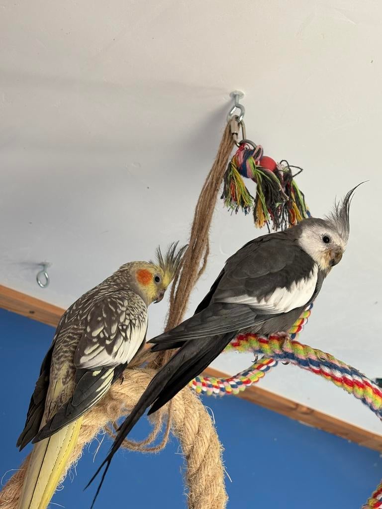 Valkparkiet koppel, Meerdere dieren, Parkiet, Tam