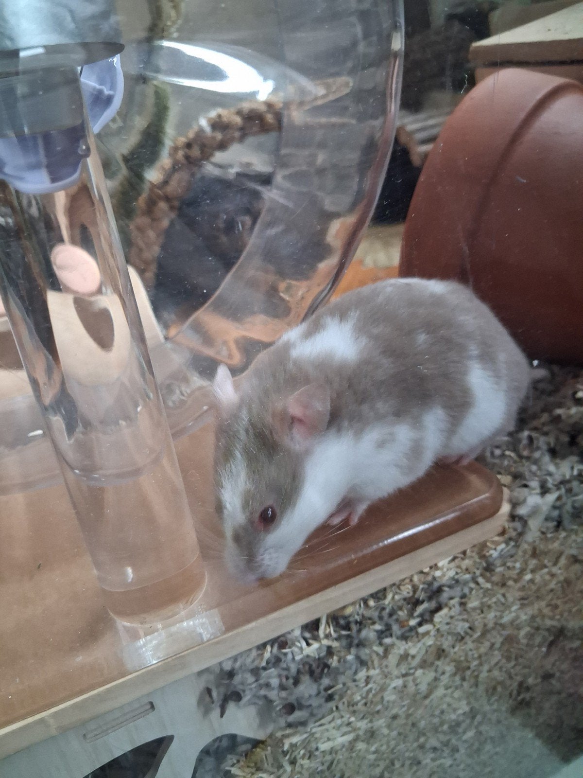 syrische hamster met al haar spullen, Dieren en Toebehoren, Hamster, Juli, Vrouwelijk, Tam