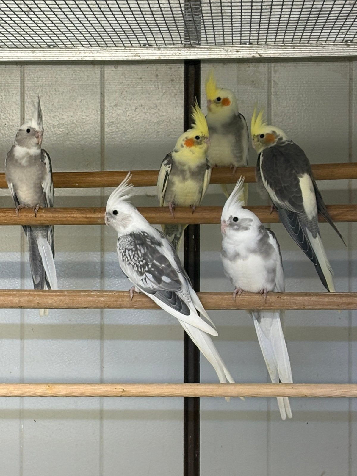 Te koop mooie valkparkieten, Dieren en Toebehoren, Meerdere dieren, Parkiet