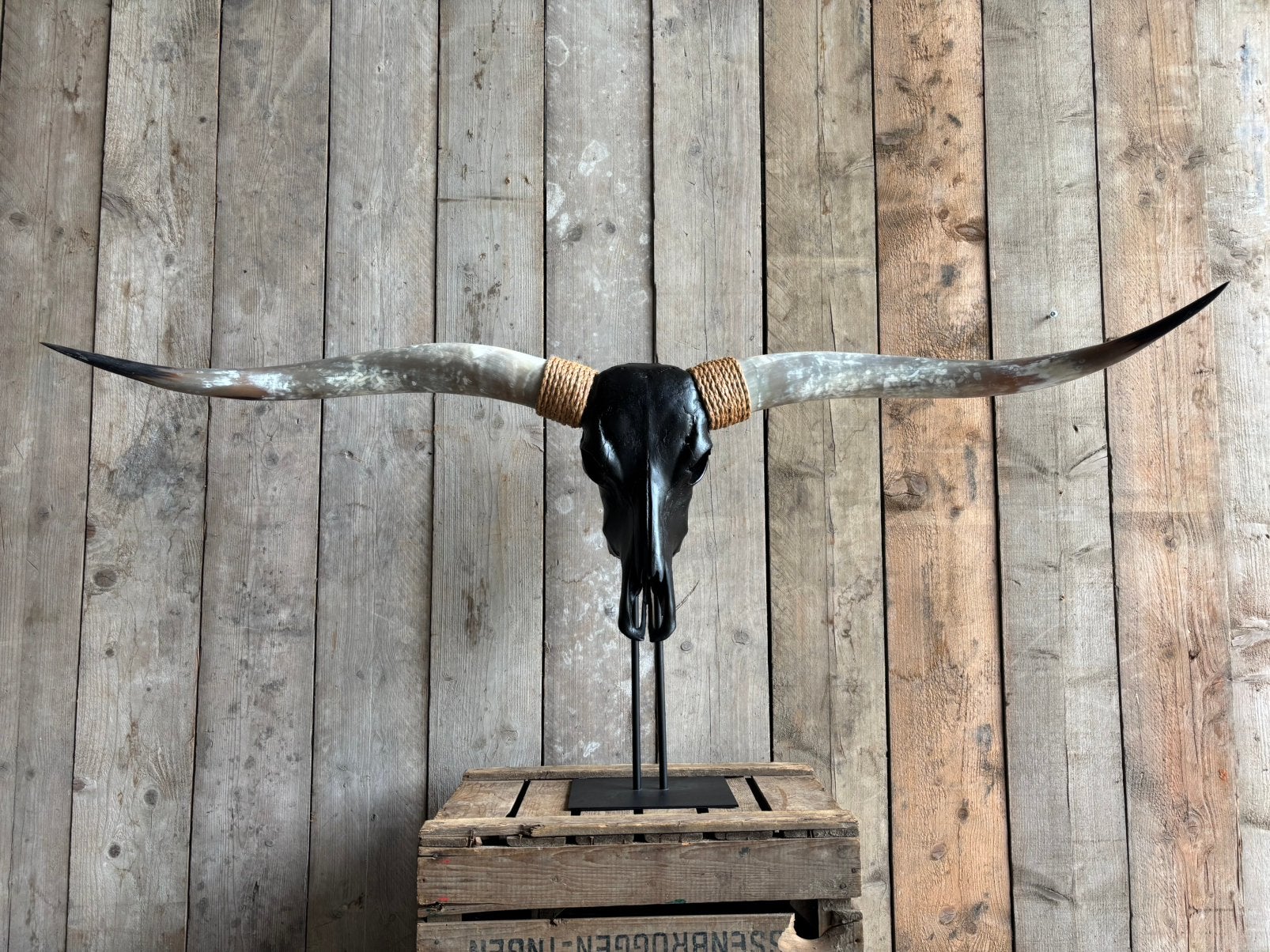 Mooie longhorn schedel op statief (zwarte schedel), Ophalen, Nieuw, Overige soorten, Schedel